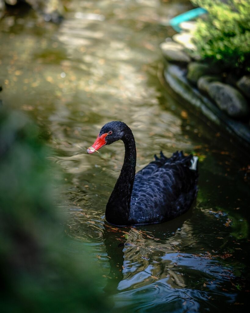 bird, black swan, ornithology, nature, swan, species, fauna, avian, wildlife, beak, animal, swim, feathers, plumage