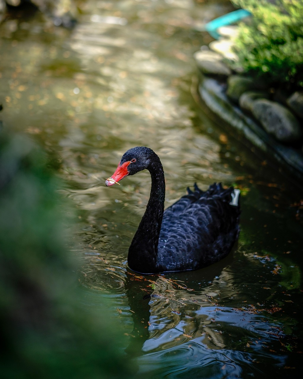 bird, black swan, ornithology, nature, swan, species, fauna, avian, wildlife, beak, animal, swim, feathers, plumage